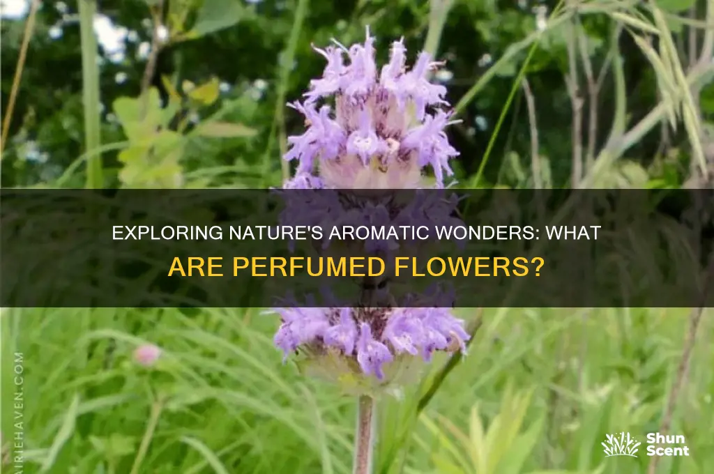 what are perfumed flowers