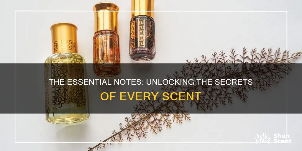 what are the 3 main notes of every fragrance