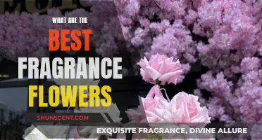 The Top 5 Flowers for Captivating Scents