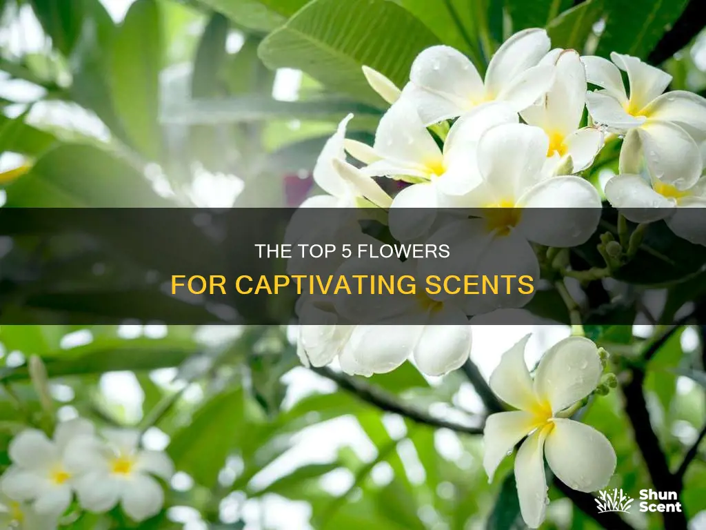 what are the best fragrance flowers