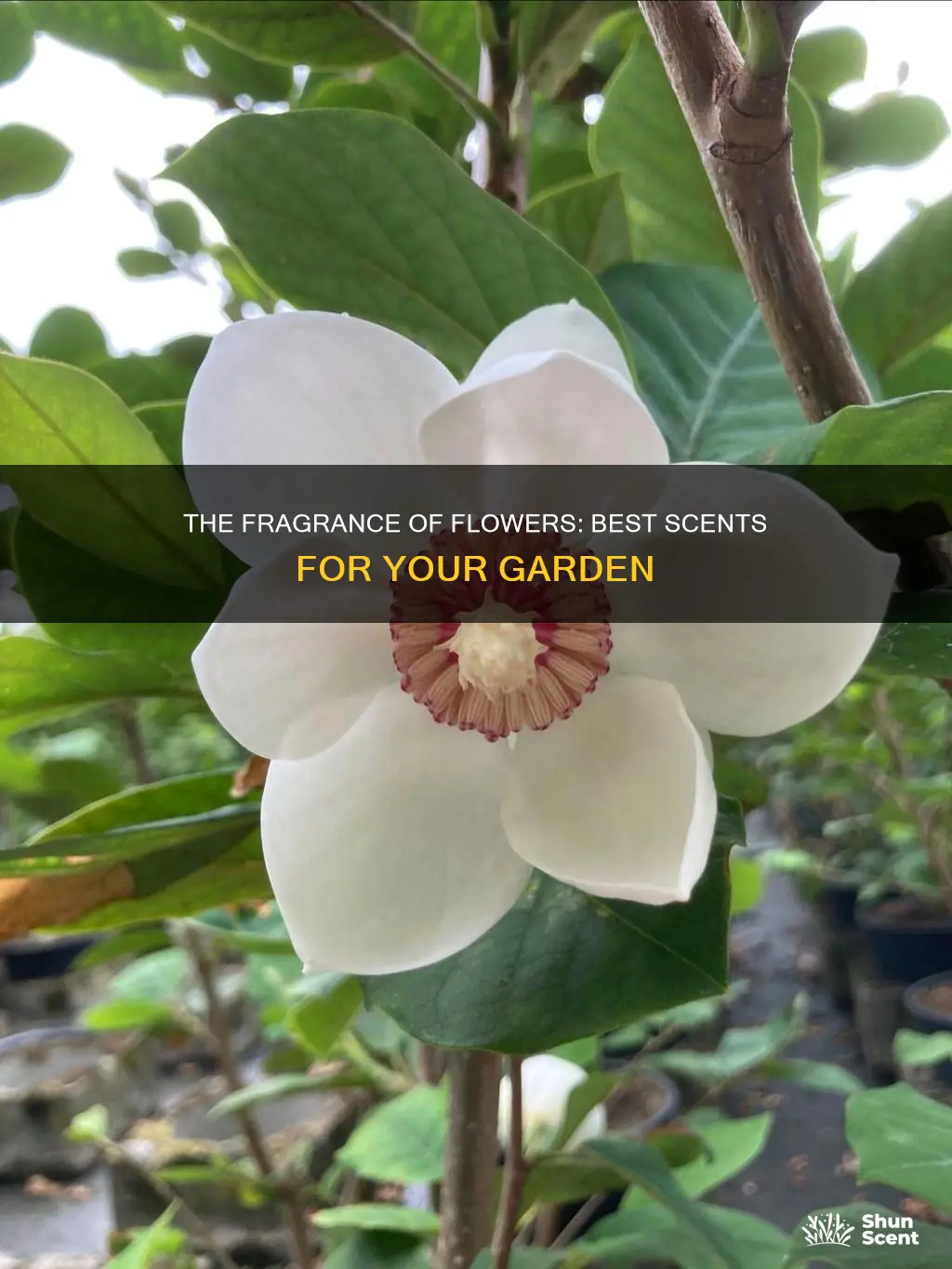 what are the best fragrance flowers