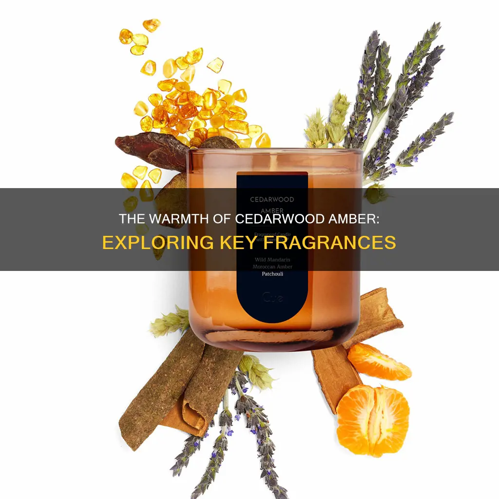 what are the fragrance in cedarwood amber