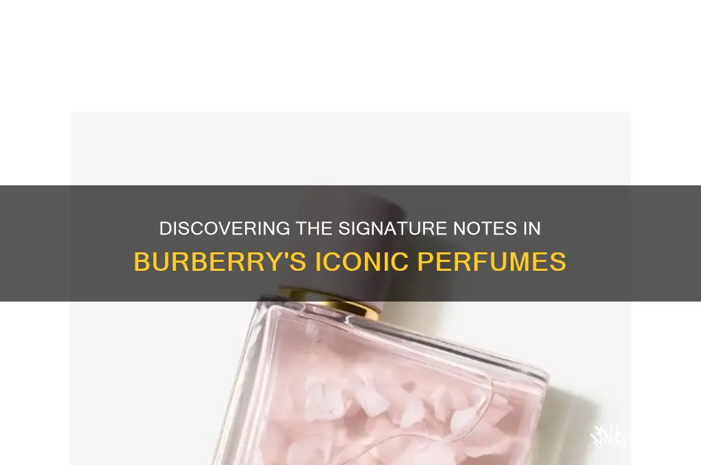 what are the notes in burberry perfume