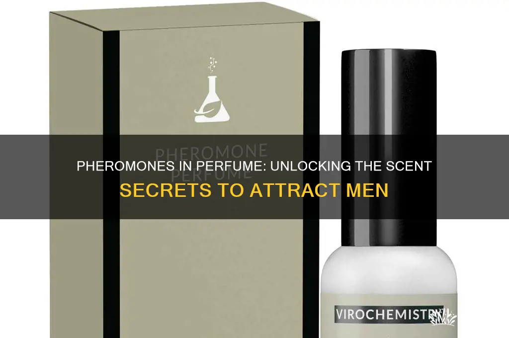 what are the pheromones in perfume to attract men