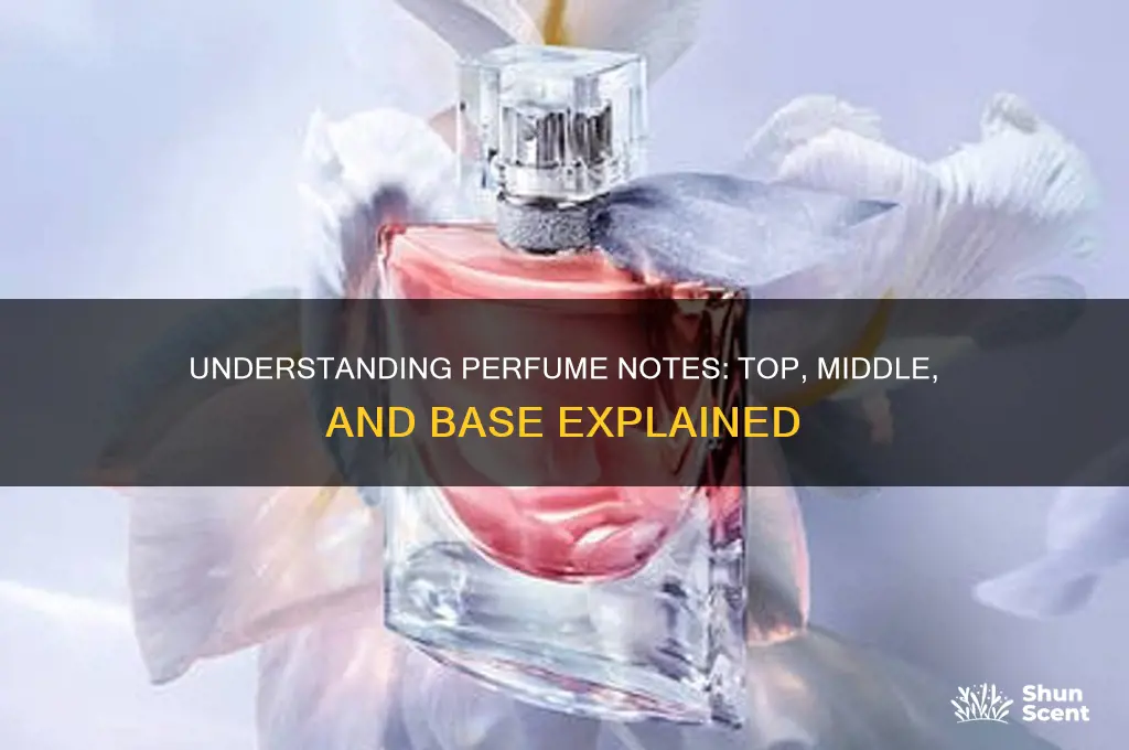 what are top middle and bottom notes in perfume