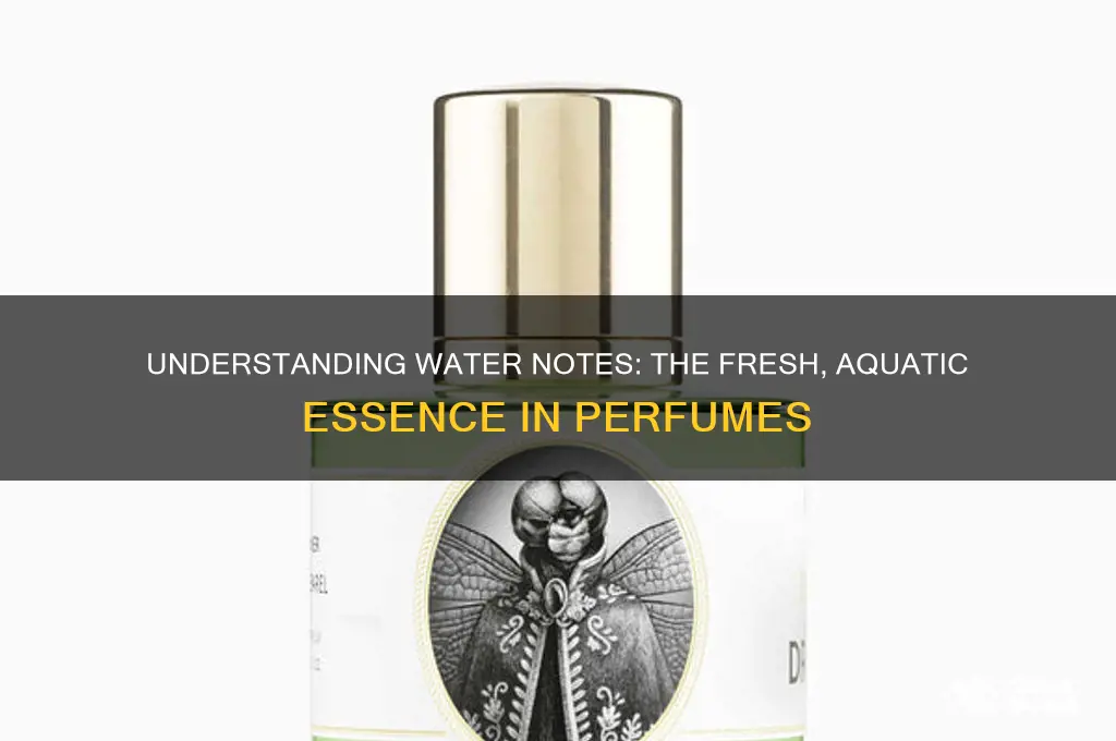 what are water notes in perfume