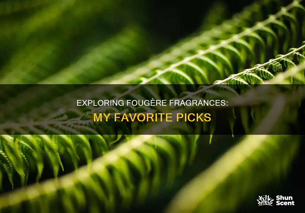 what are your favorite fougere fragrances