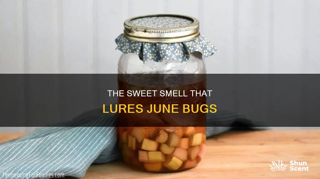 what aroma attracts june bug insects