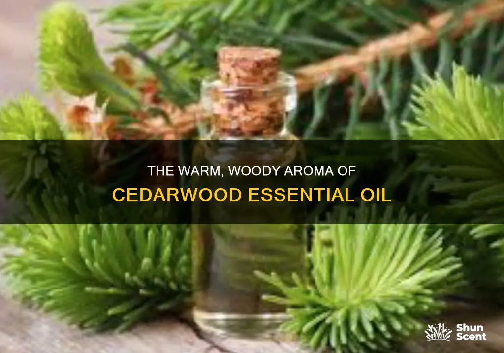 what aroma does cederwood essential oil have