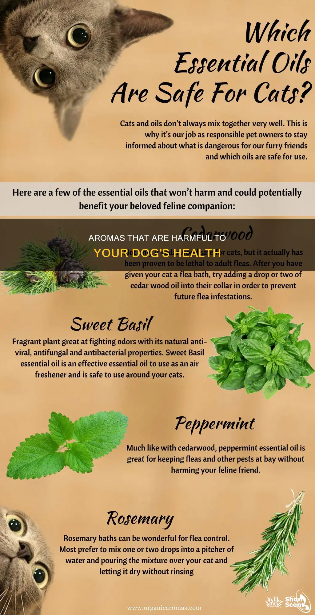 what aromas are bad for dogs