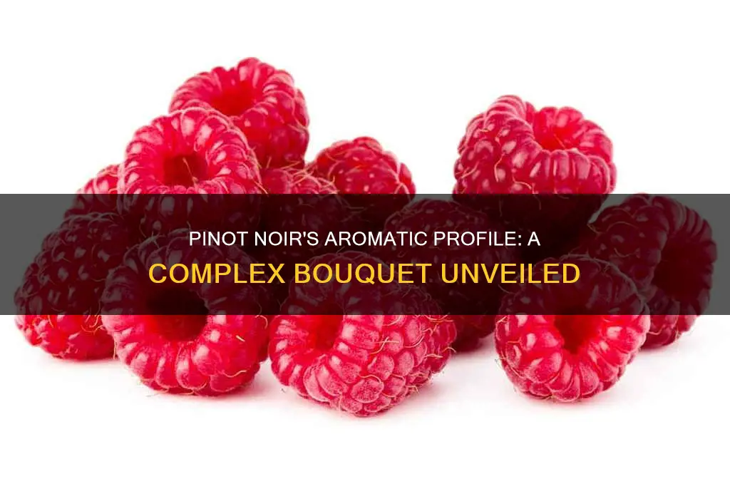 what aromas are in pinot noir