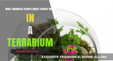 Fragrant Terrarium Plants: Sweet-Scented Aromatic Greens for Indoor Gardens