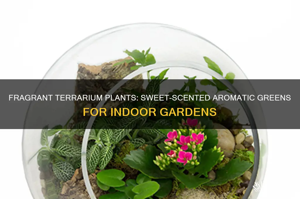 what aromatic plants sweet scents grow in a terrarium