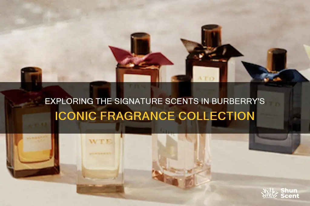 what ate the scents in burberry