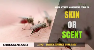 Skin Tone vs. Body Odor: What Really Attracts Mosquitoes to Humans?