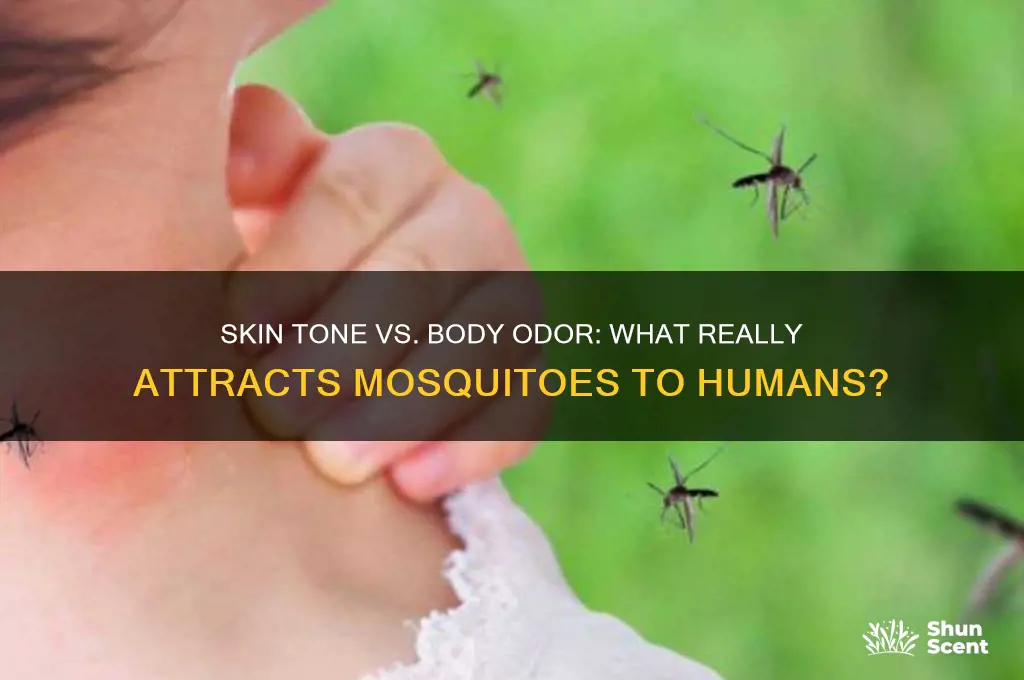 what attract mosquitoes color of skin or scent