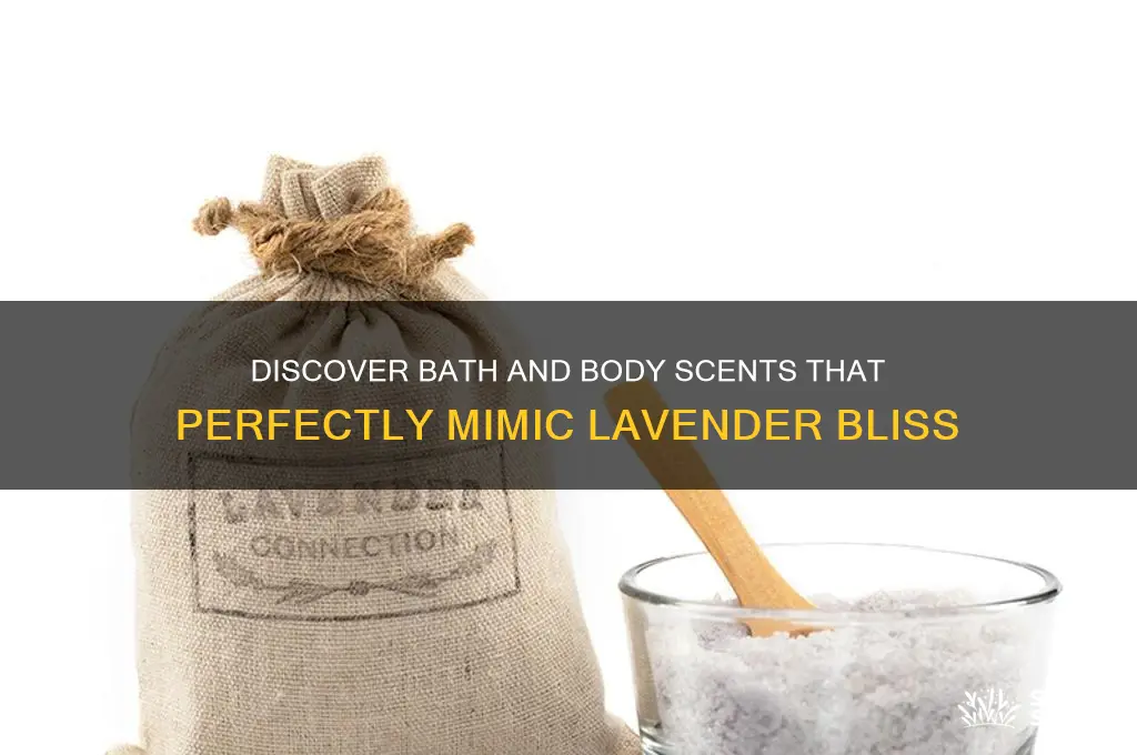 what bath and body scent smells like lavendar