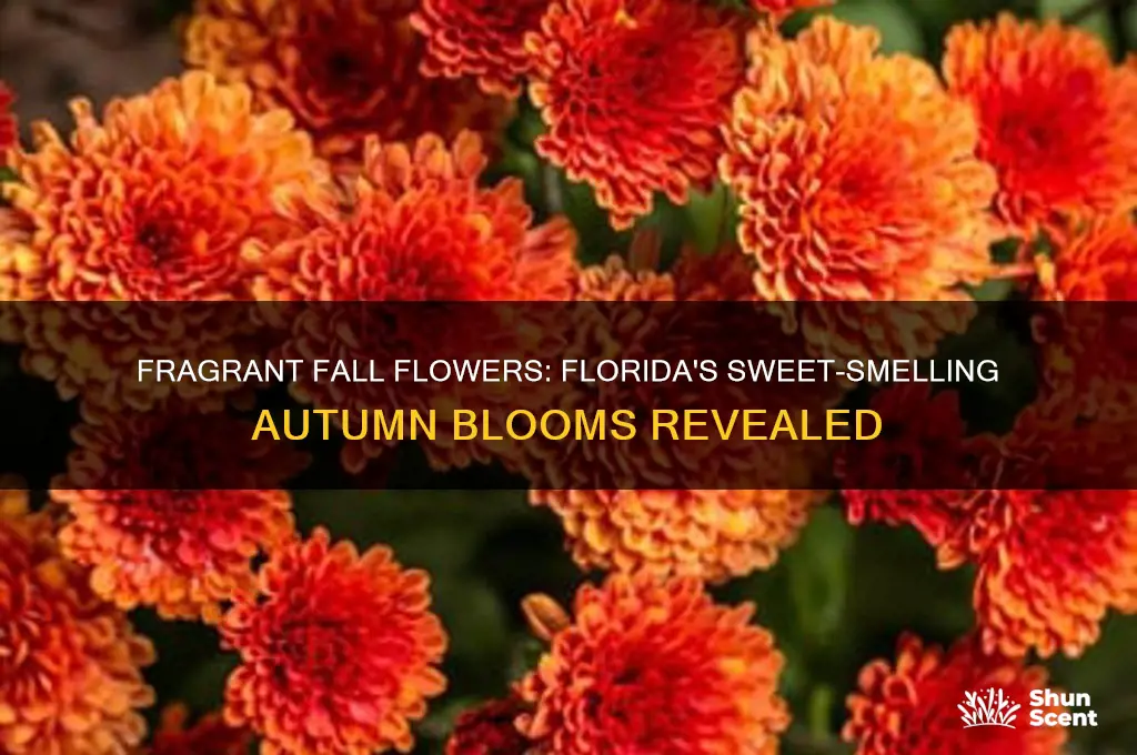 what blooms in the fall in florida with pleasant scent