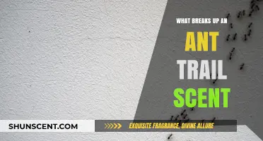 Disrupting Ant Trails: Effective Ways to Break Their Scent Path