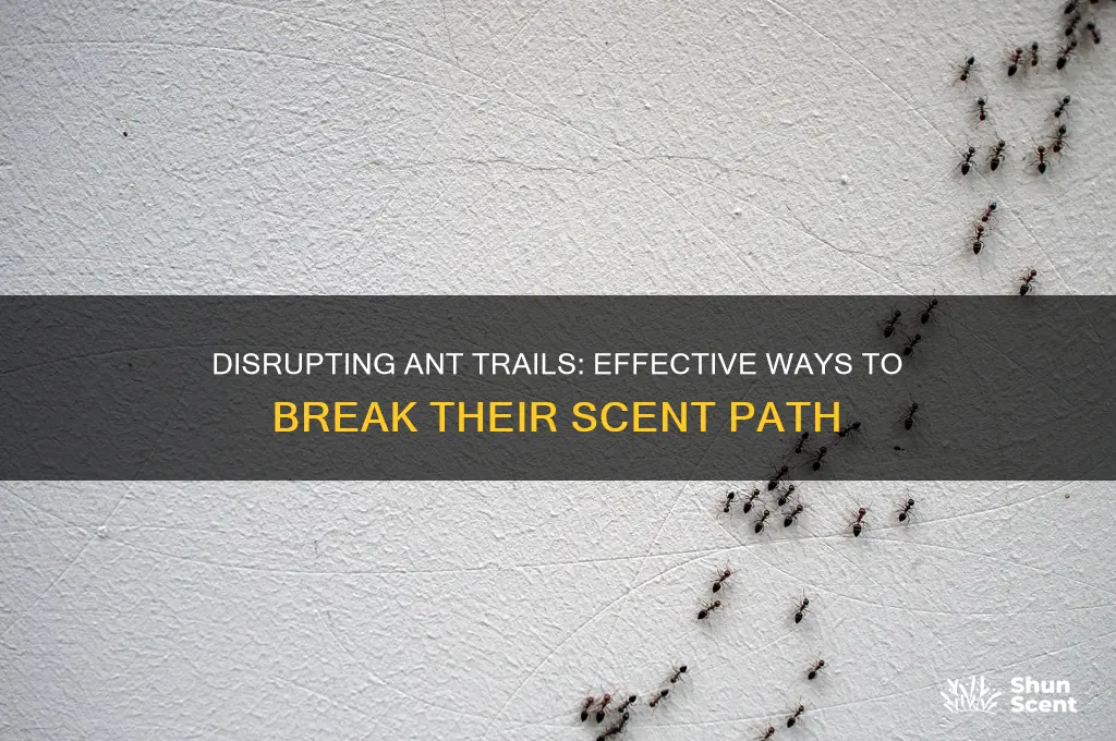 what breaks up an ant trail scent