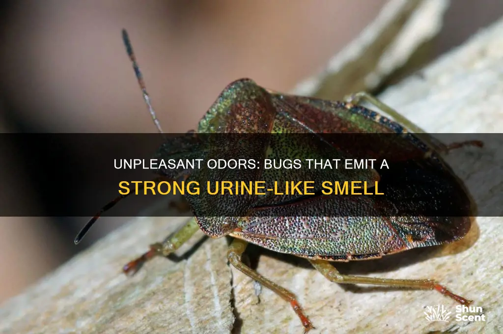 what bugs give off a pissy type of scent