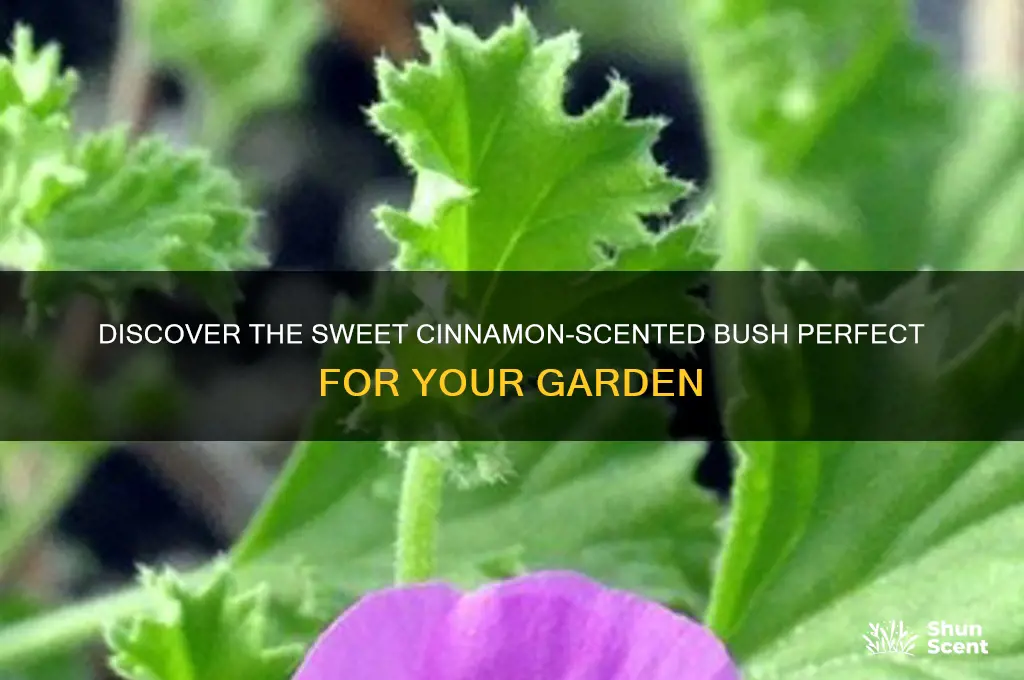 what bush has a sweet cinnamon like scent
