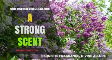 Fragrant Bush Alternatives: Discover Strong-Scented Shrubs Resembling Lilacs