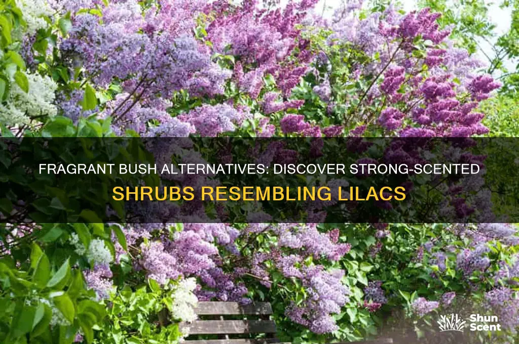 what bush resembles lilacs with a strong scent