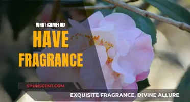 Fragrant Camellias: Discovering the Sweetly Scented Varieties