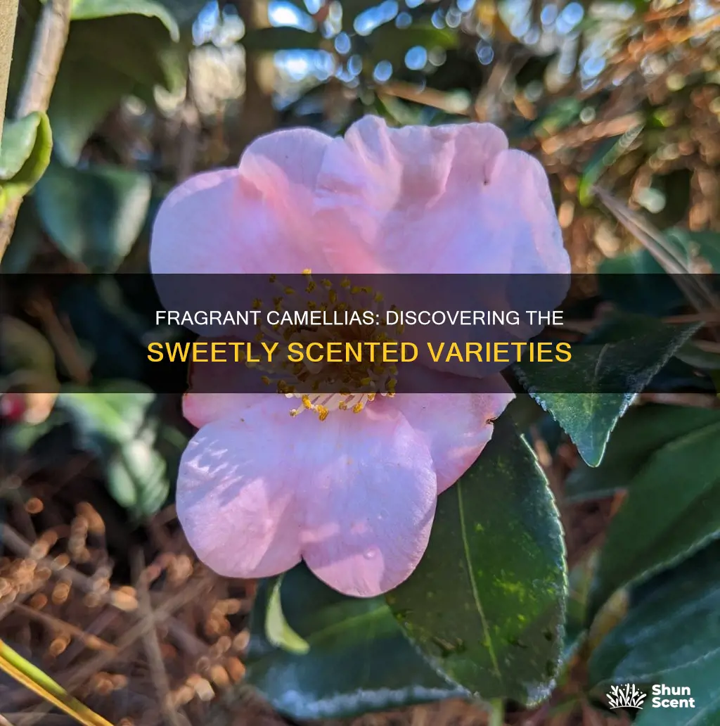 what camelias have fragrance