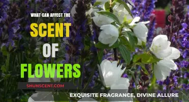 Exploring Factors That Influence the Fragrance of Flowers