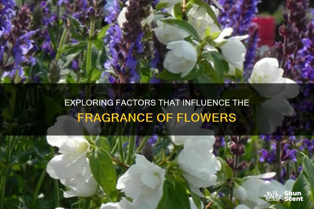 what can affect the scent of flowers