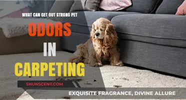 Effective Solutions to Eliminate Persistent Pet Odors from Carpets