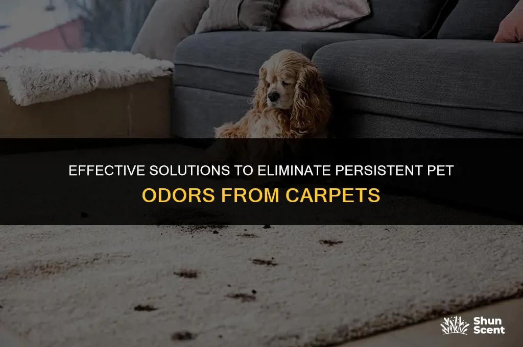 what can get out strong pet odors in carpeting