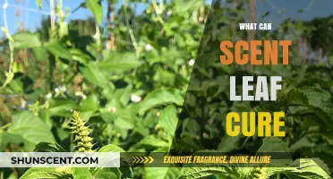 Scent Leaf's Healing Powers: Discover Its Natural Remedies and Cures