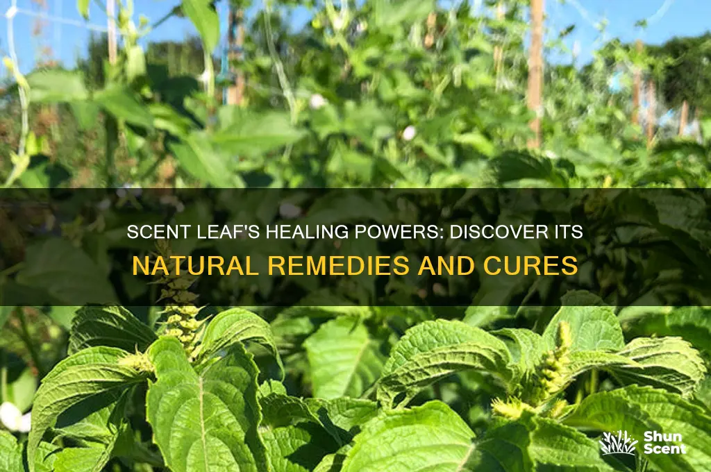 what can scent leaf cure