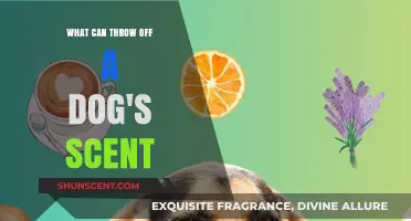 Factors That Disrupt a Dog's Scent Tracking Abilities Explained