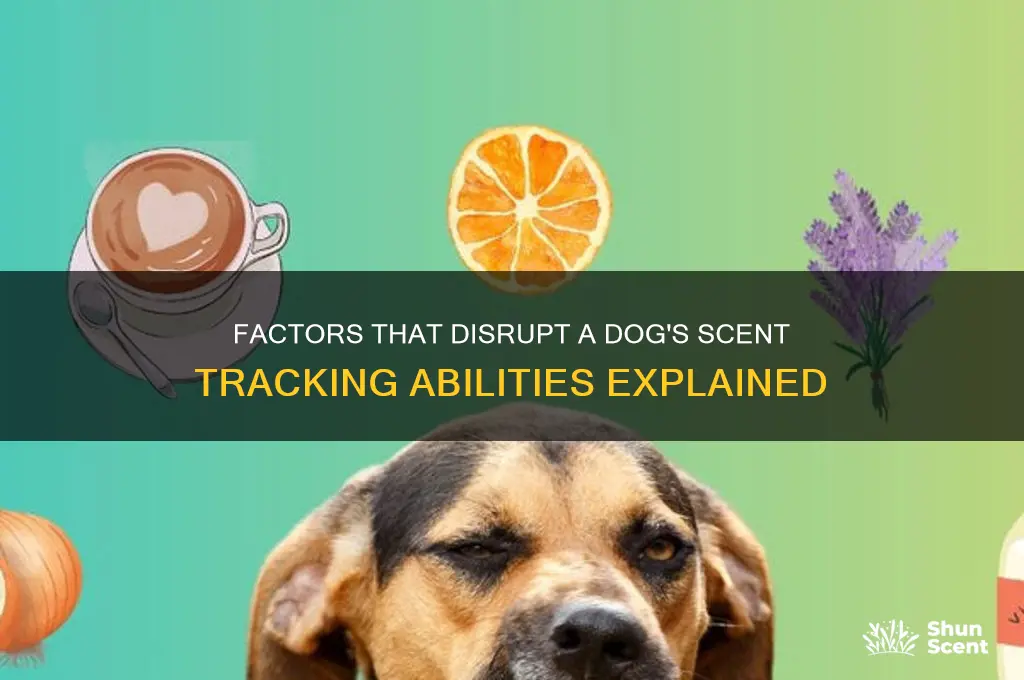 what can throw off a dog
