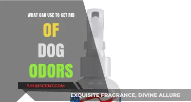 Effective Solutions to Eliminate Dog Odors from Your Home