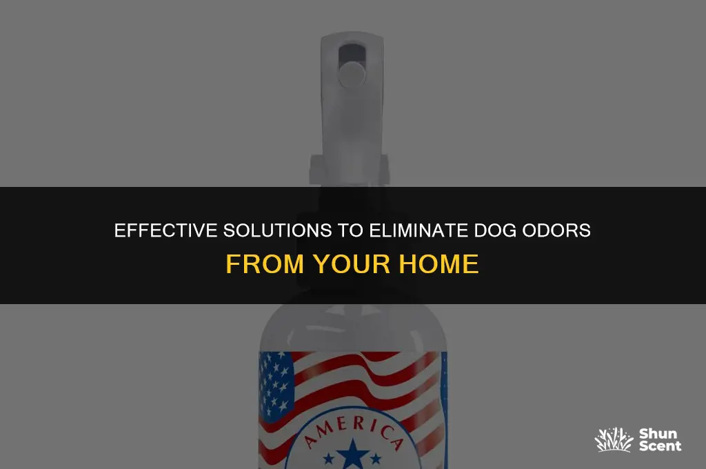 what can use to get rid of dog odors