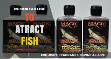 Effective Fish-Attracting Scents: Natural and Artificial Baits to Use