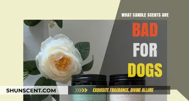 Pet-Safe Aromas: Which Candle Scents Harm Your Dog?