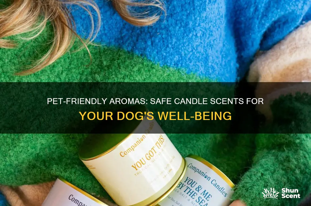 what candle scents are safe for dogs