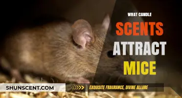 Candle Scents That Might Attract Mice: What You Need to Know