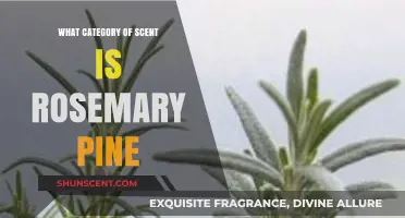 Rosemary Pine: Unveiling Its Aromatic Category and Fragrant Profile