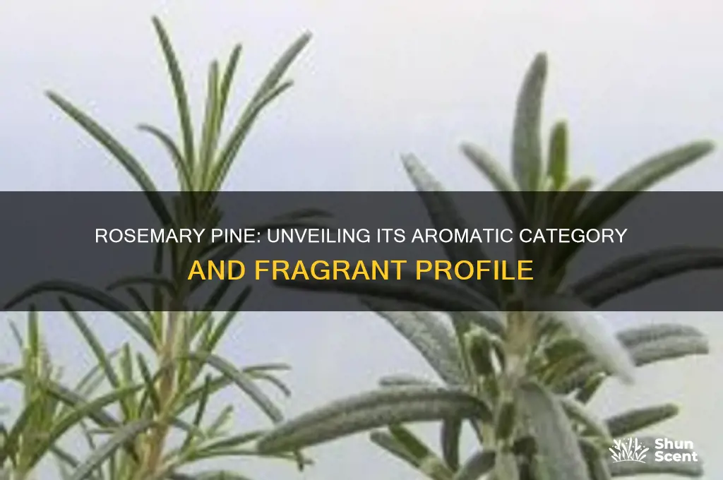 what category of scent is rosemary pine