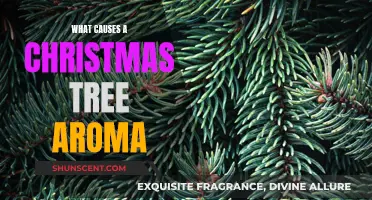 The Magic Behind the Christmas Tree Aroma