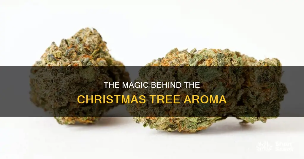 what causes a christmas tree aroma