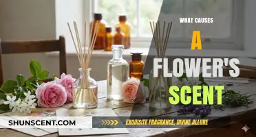 Unveiling the Secrets: What Causes a Flower's Enchanting Scent