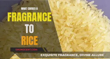 Unveiling the Art of Fragrance: Why Rice Enhances Scents